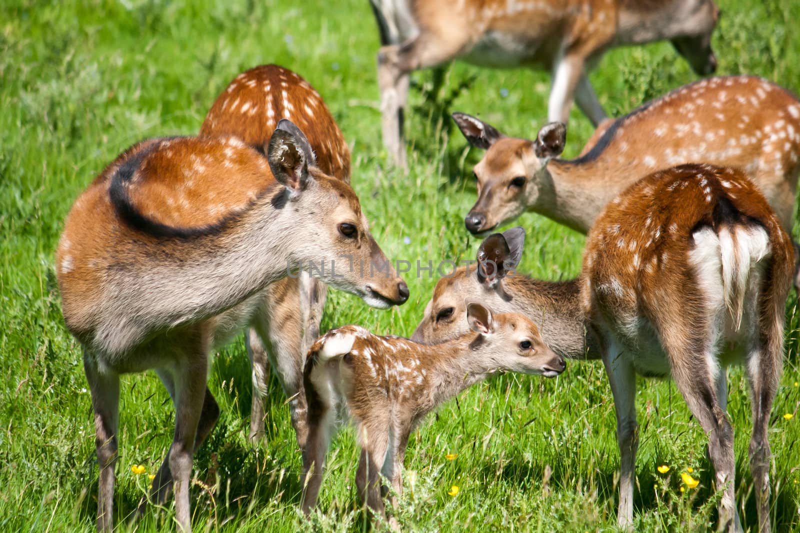 Spotted Deer in Meadow by NikkiGensert