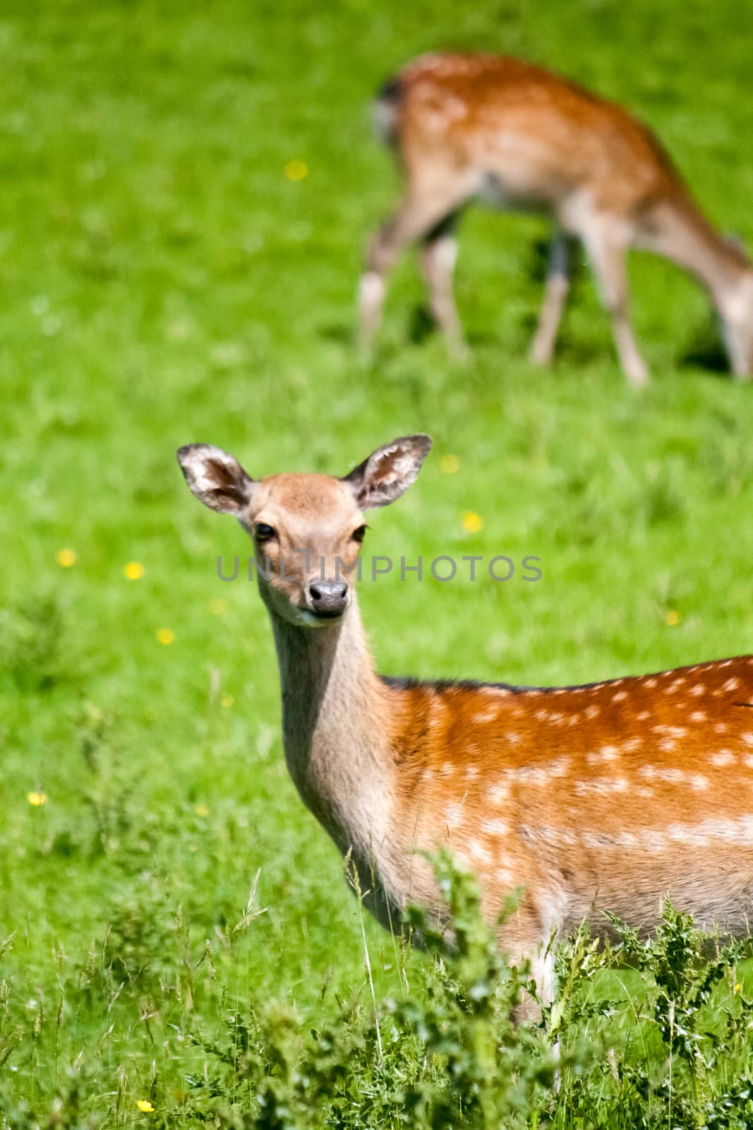 Spotted Deer in Meadow by NikkiGensert