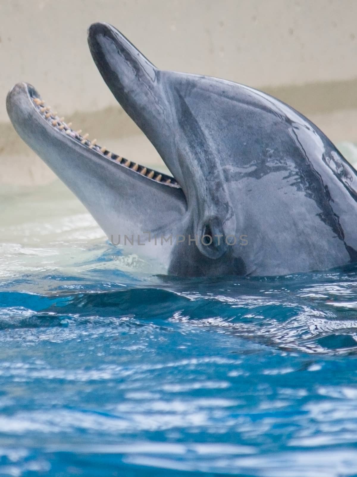 The head of a bottlenose dolphin peeks out from the water. 