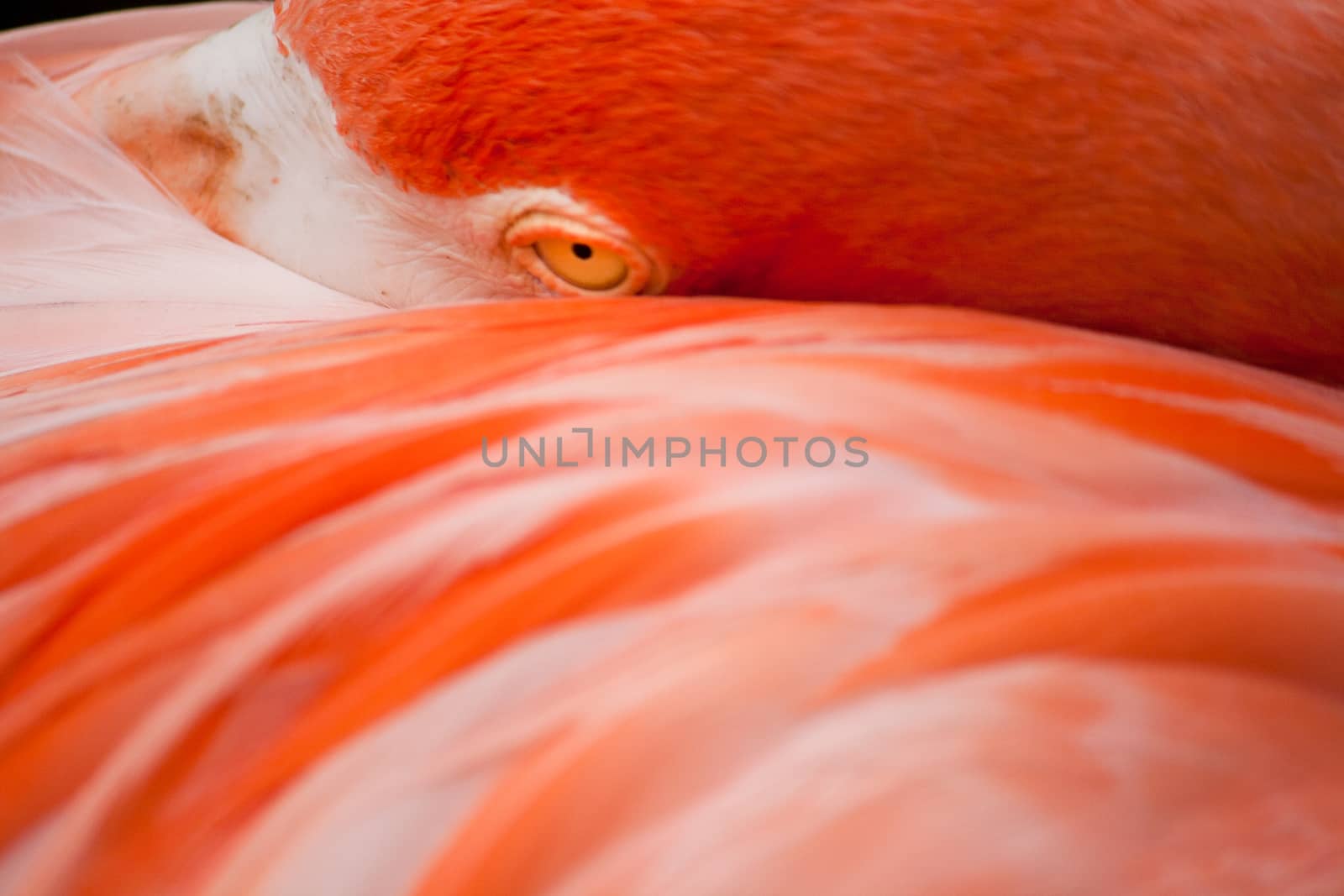 A pink flamingo rests its head in its wing. 