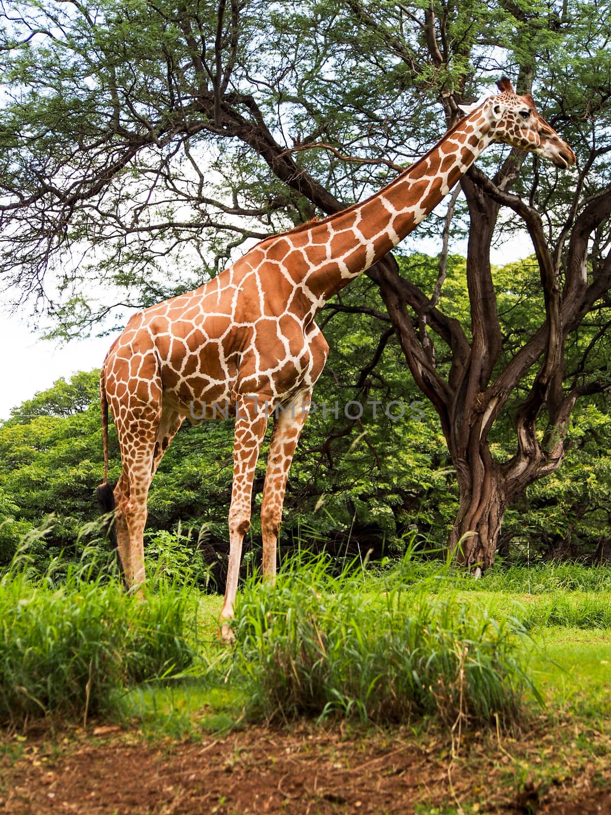 A giraffe reaches the top of the trees to eat leaves. 