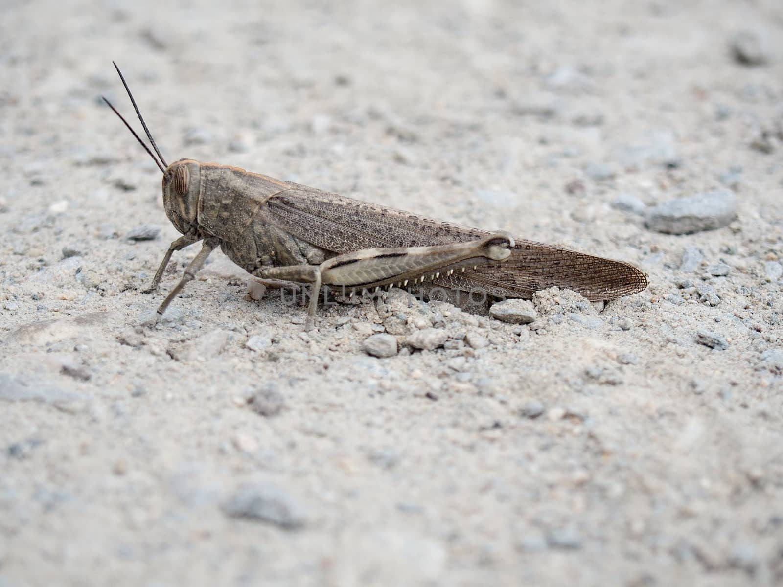 A common brown field grasshopper on rocky dirt. 