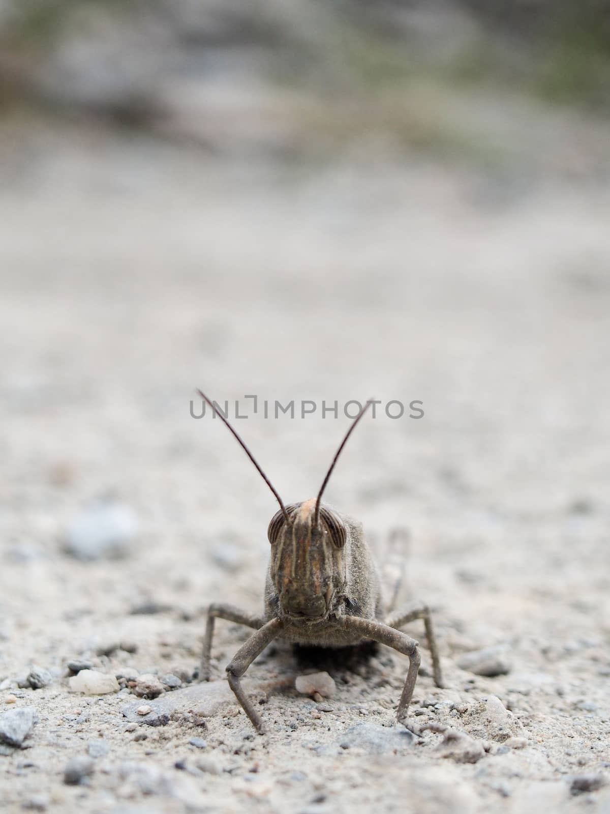 Common Brown Field Grasshopper by NikkiGensert