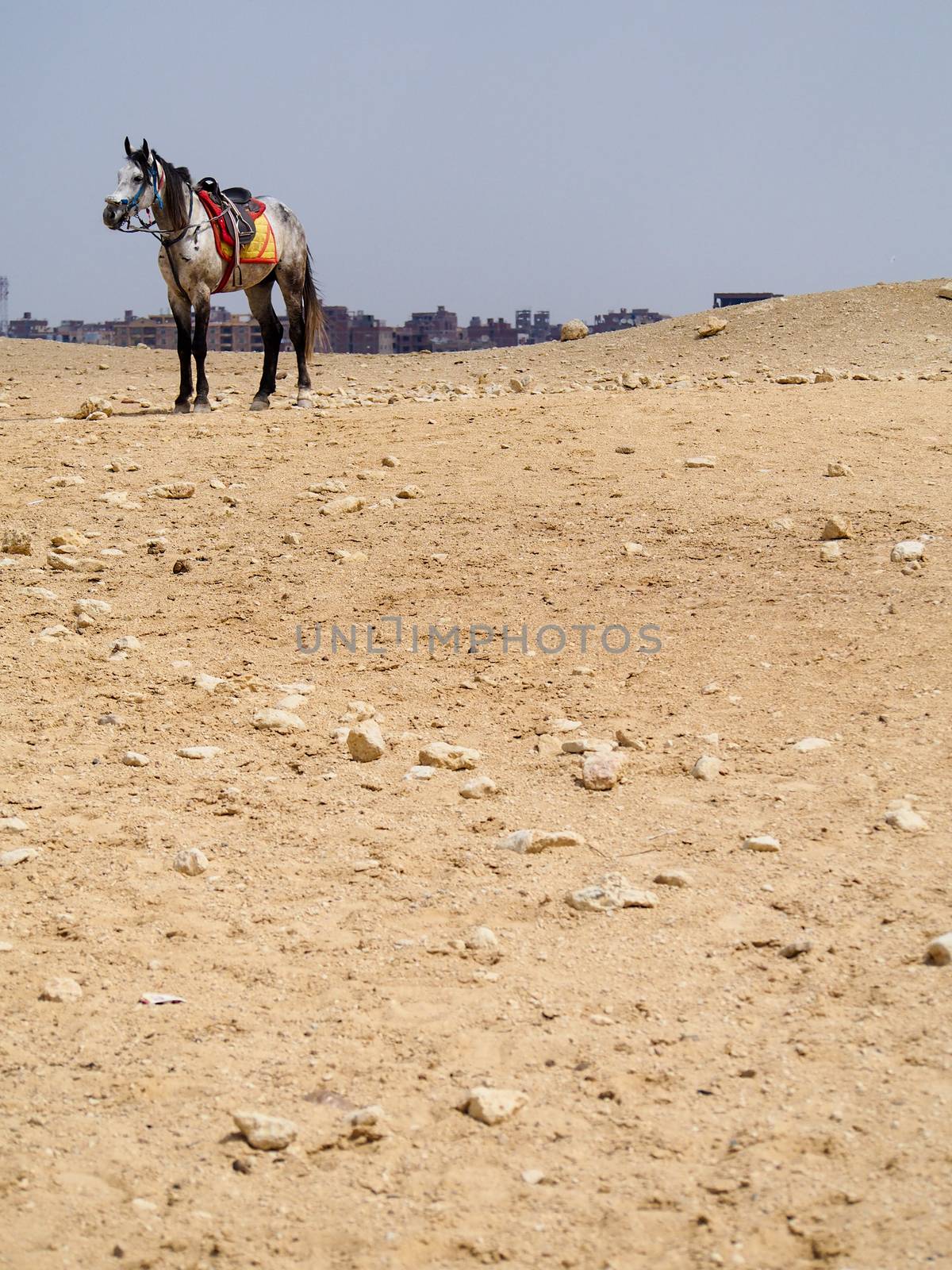 Distant Horse in Egyptian Desert by NikkiGensert