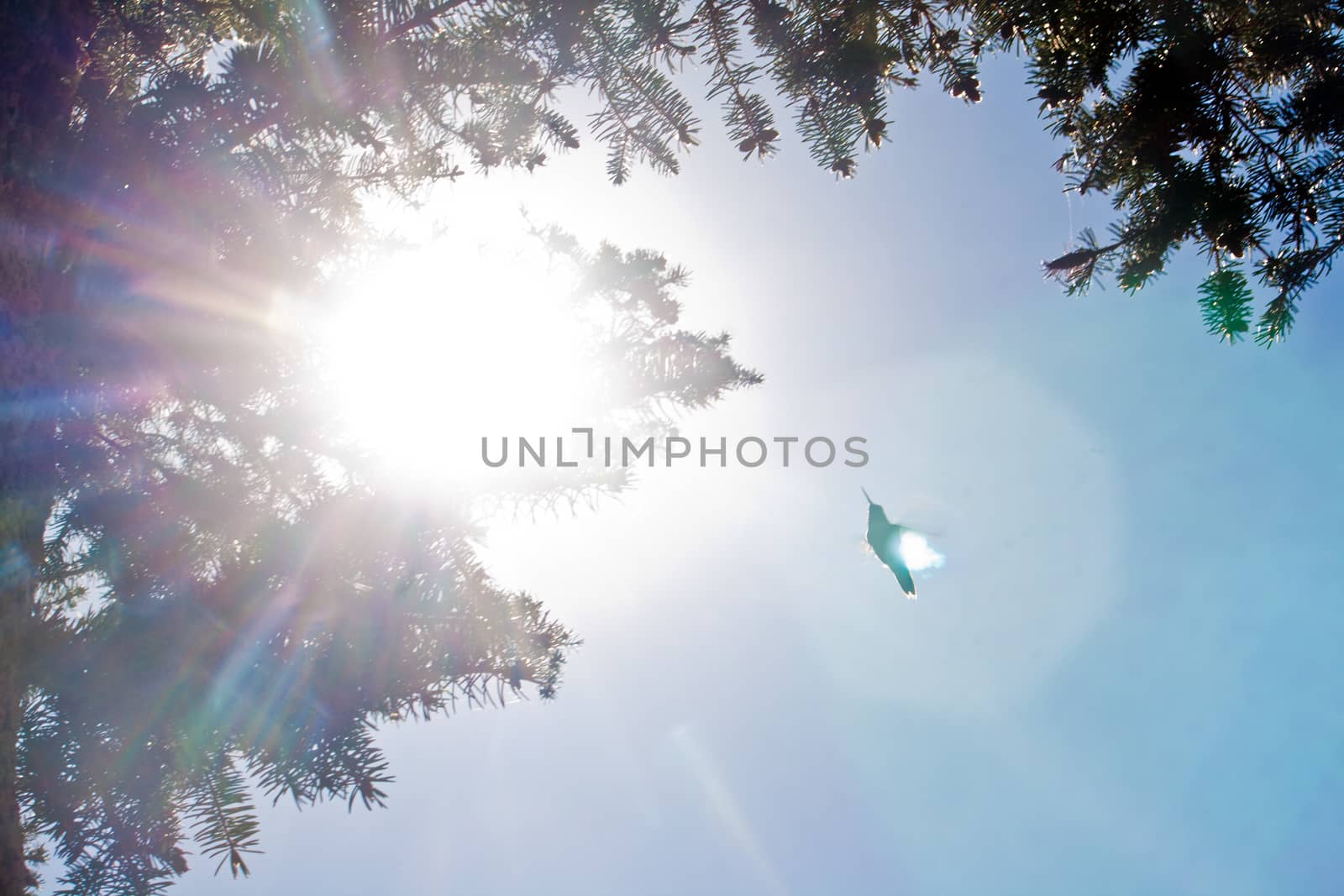A backlit hummingbird flies into a camera flare creating a hopeful image.