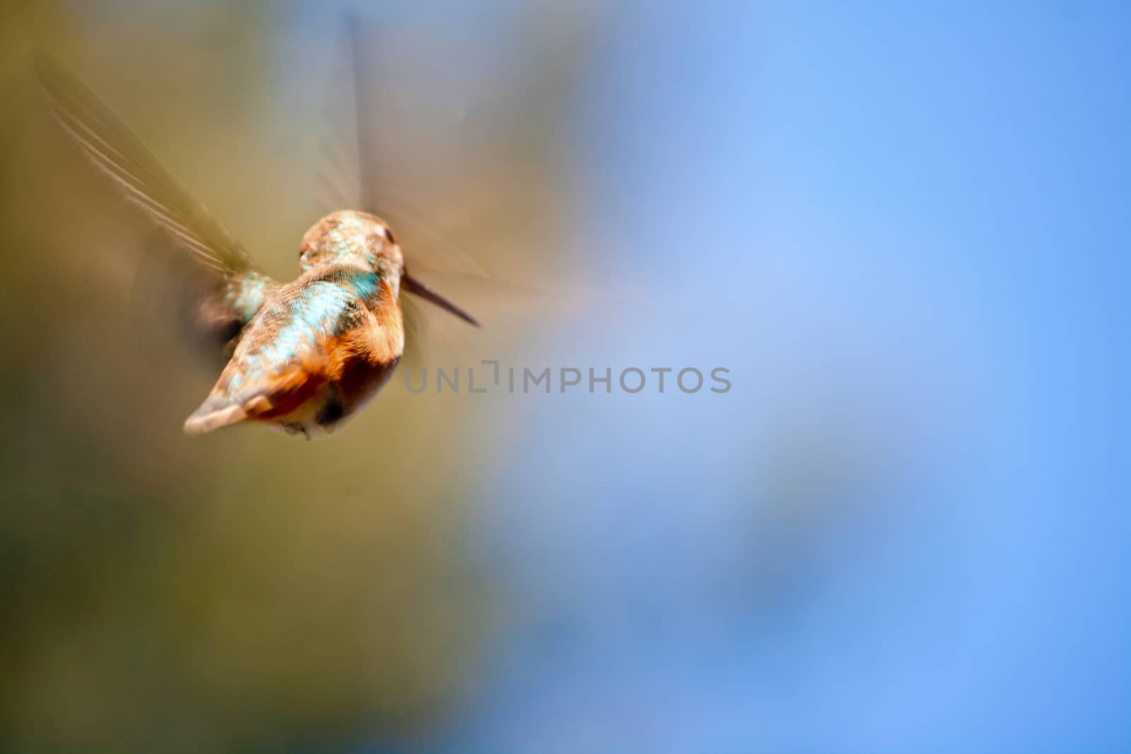 Hummingbird Flying by NikkiGensert