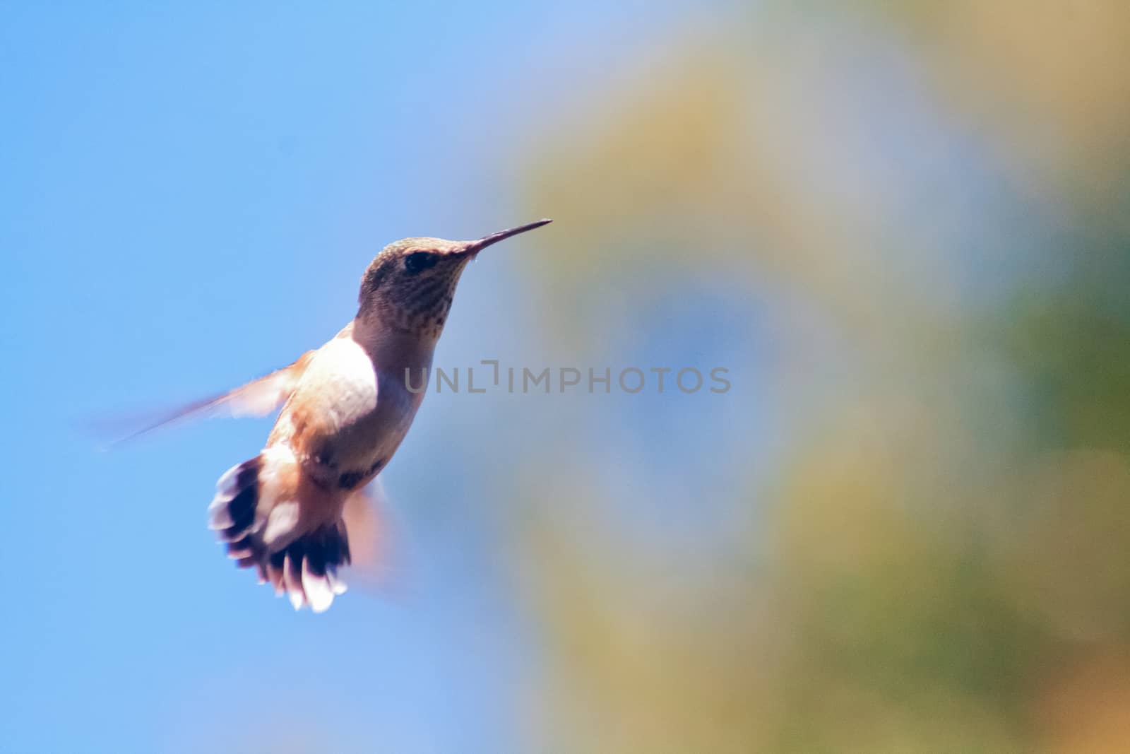 Hummingbird Flying by NikkiGensert