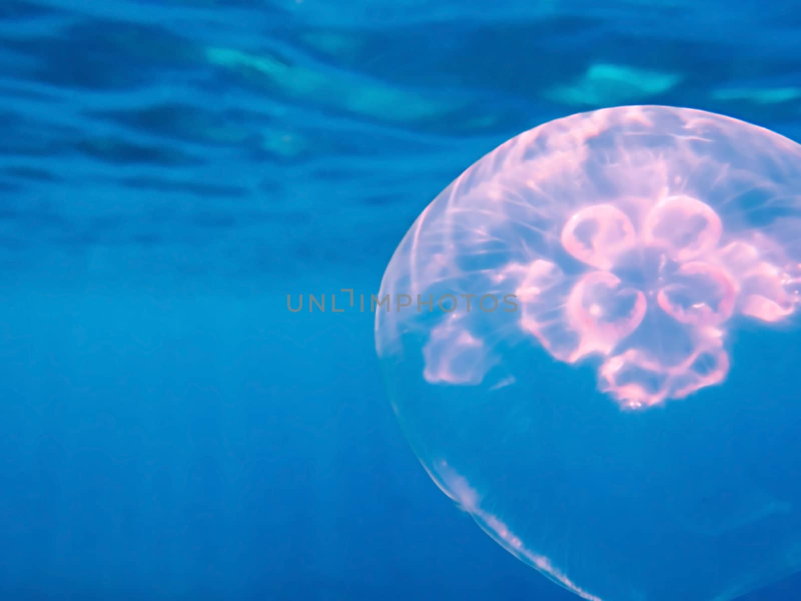 A moon jellyfish in the foreground of an underwater ocean shot. 