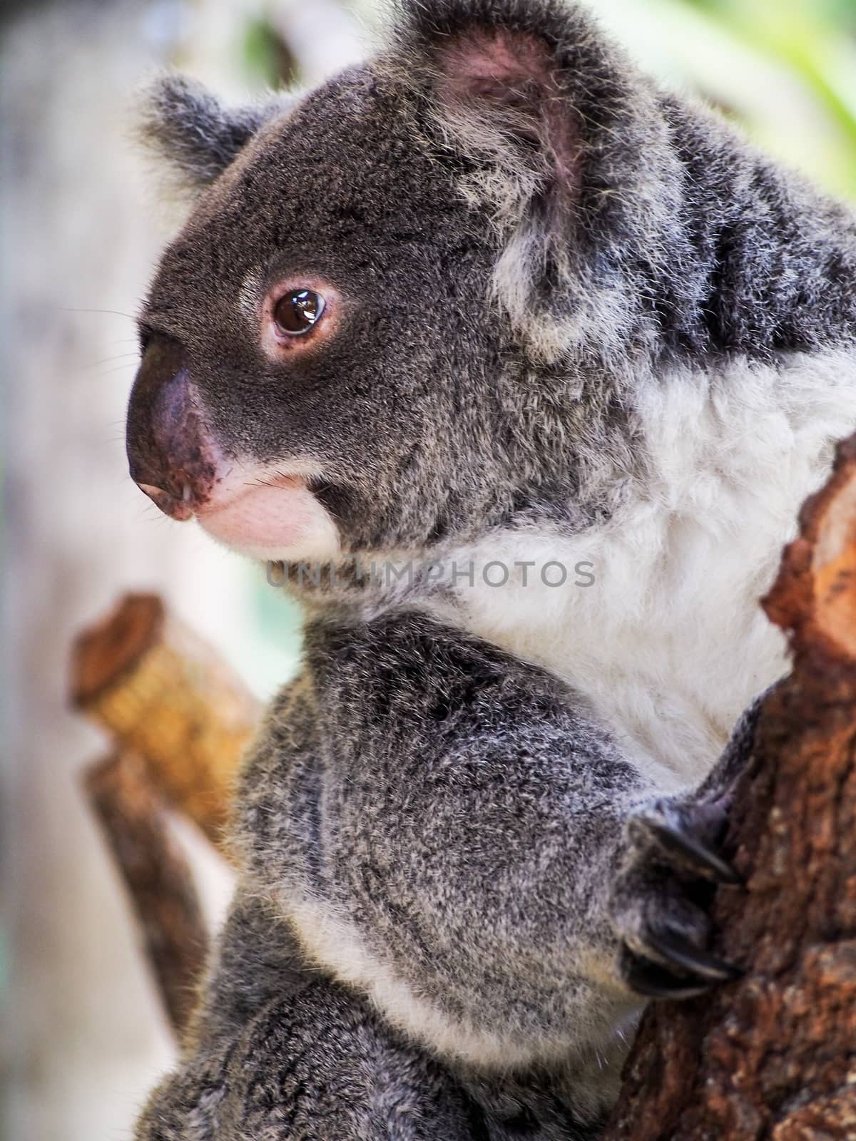 Profile view of a koala bear on a tree branch. 