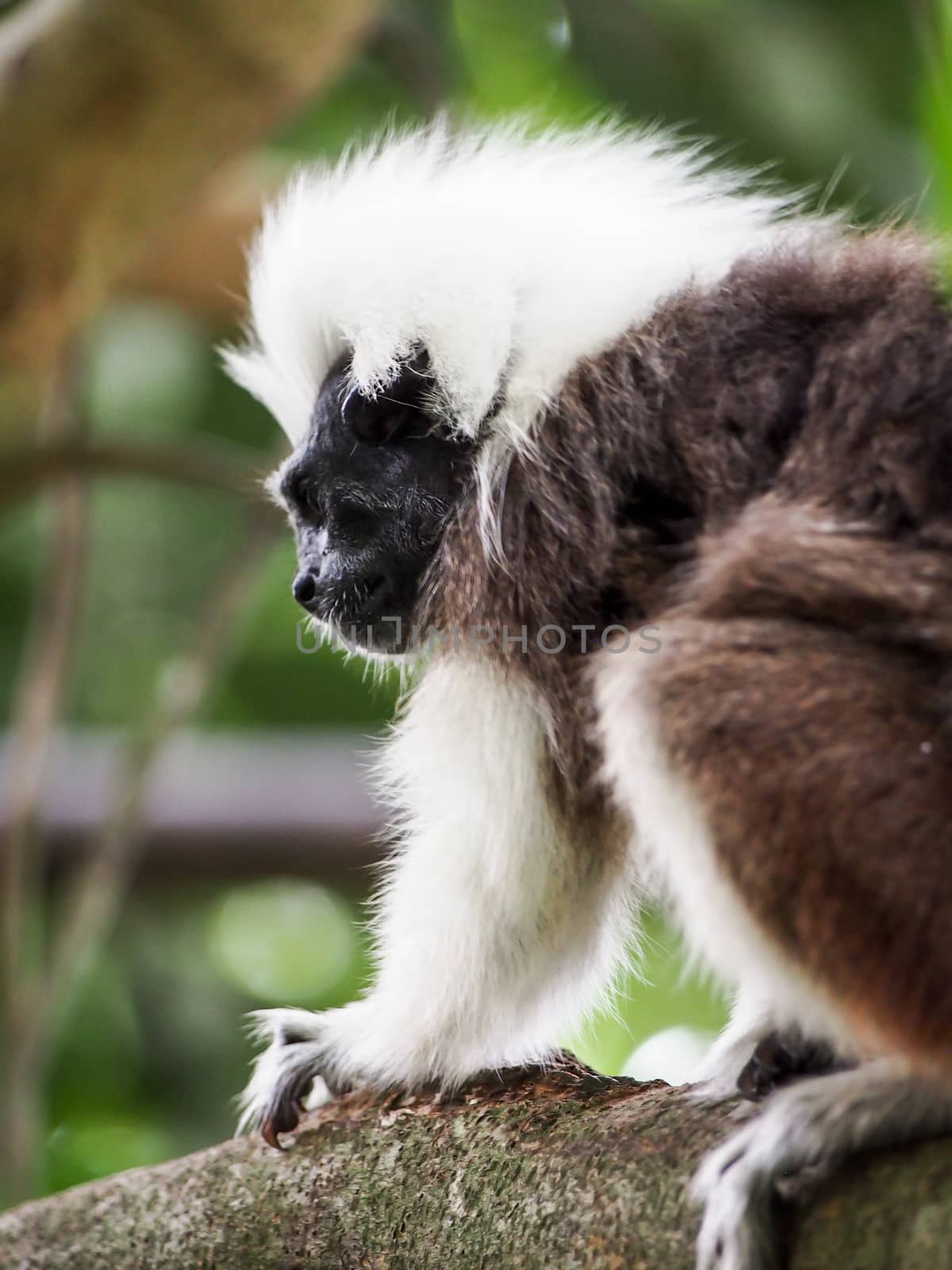 Cotton Top Tamarin Small Monkey by NikkiGensert