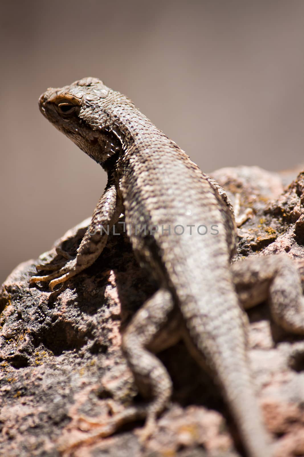 A desert lizard perched on a rock in New Mexico. 
