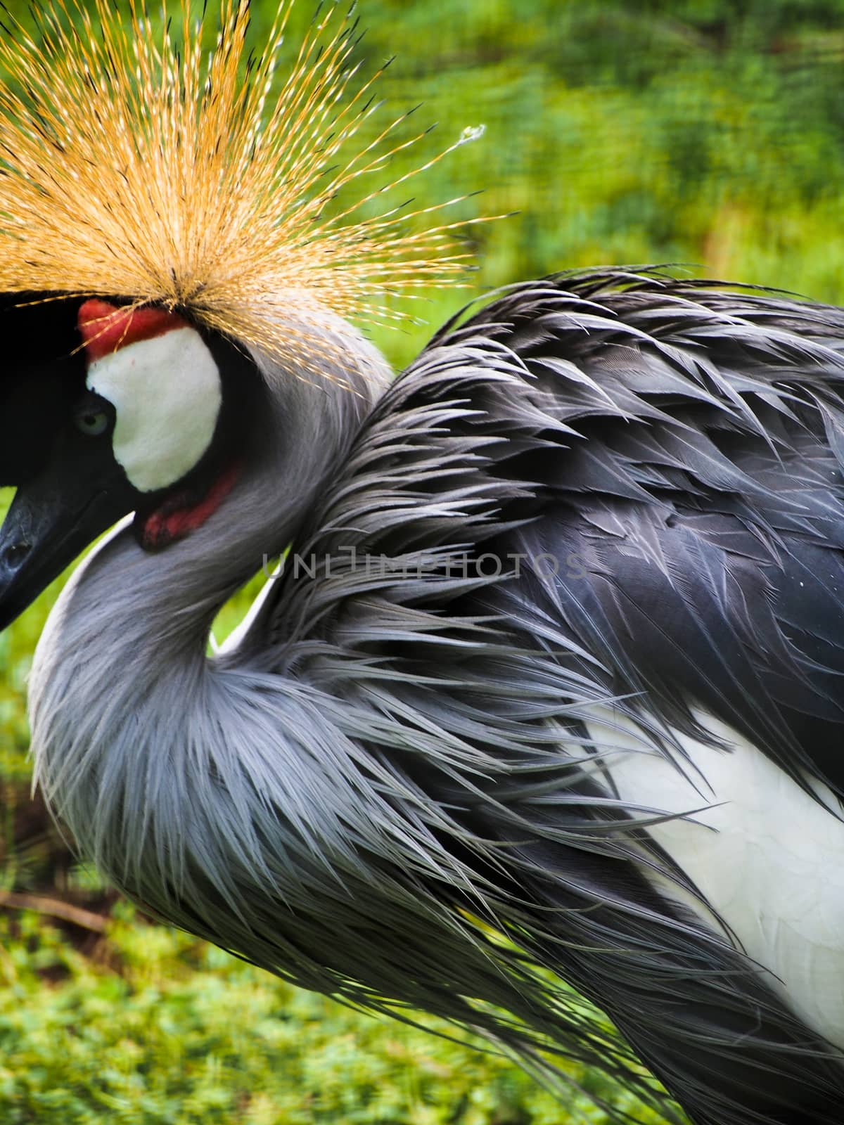 Aftrican Grey Crowned Crane Bird by NikkiGensert