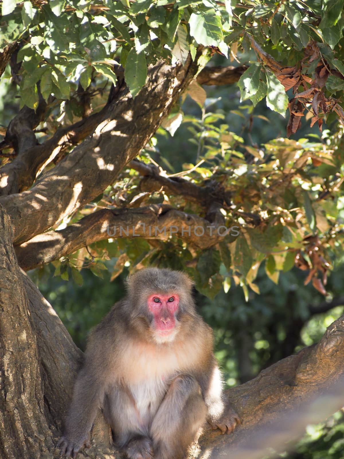 Japanese Macaque or Snow Monkey in Tree by NikkiGensert