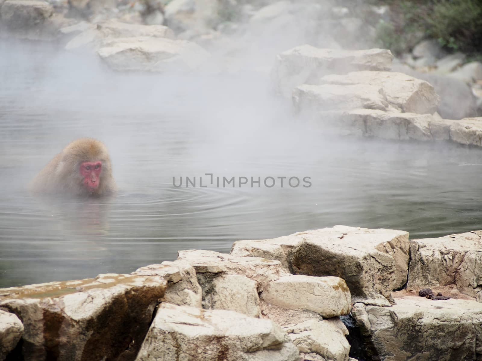 Japanese Macaques or Snow Monkeys in Hot Spring by NikkiGensert