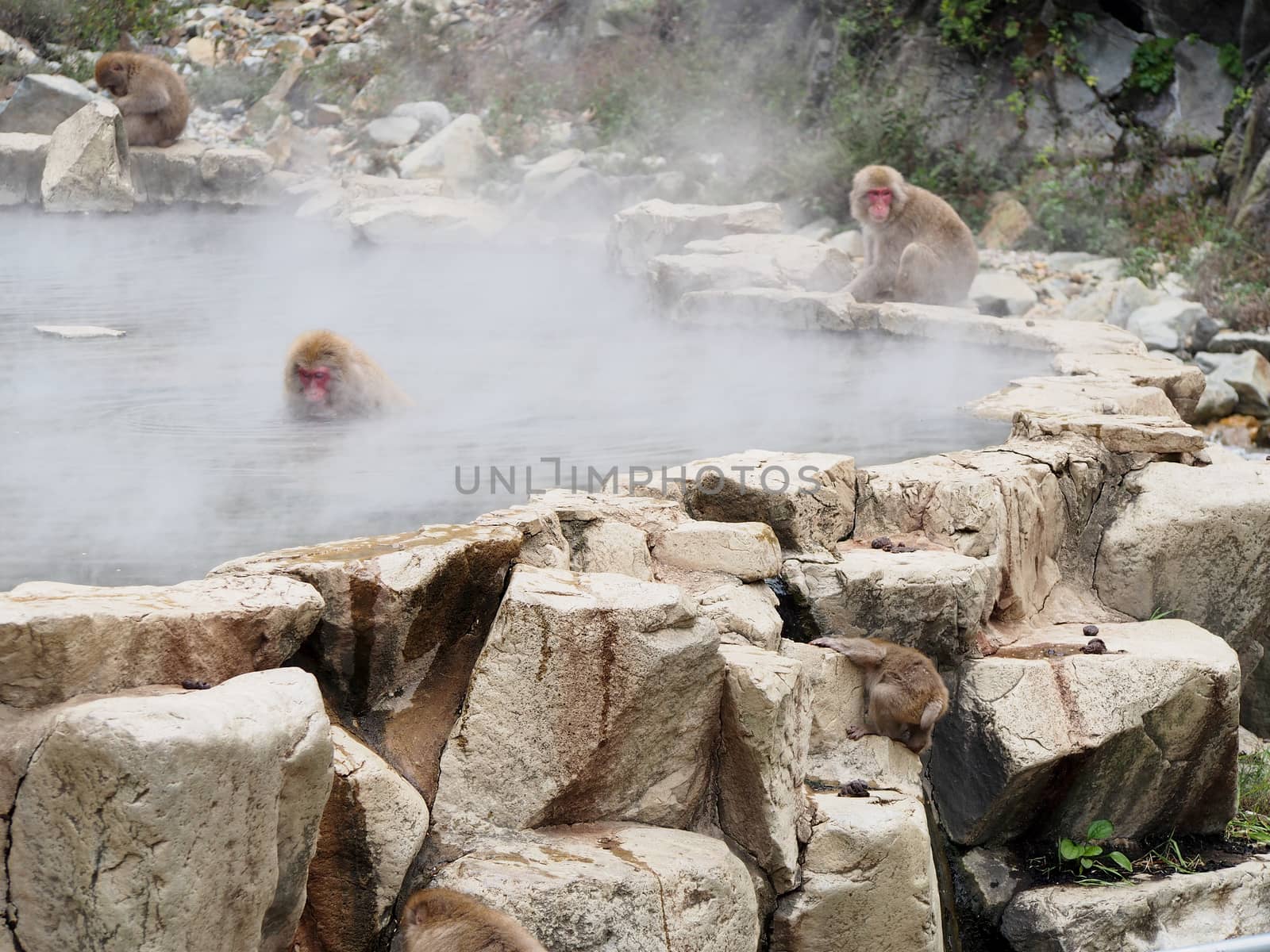 Japanese macaques in a hot spring. 