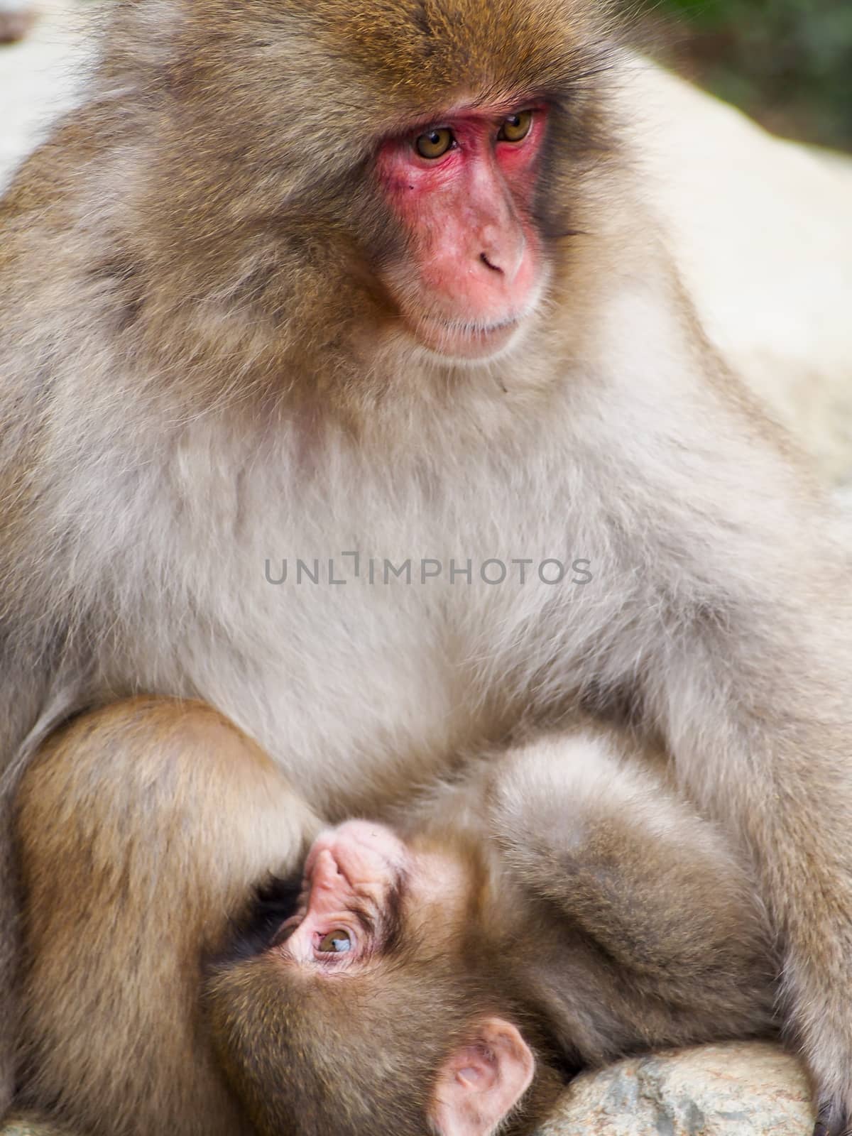 A mother and child snow monkey, or Japanese macaque, snuggling together. 
