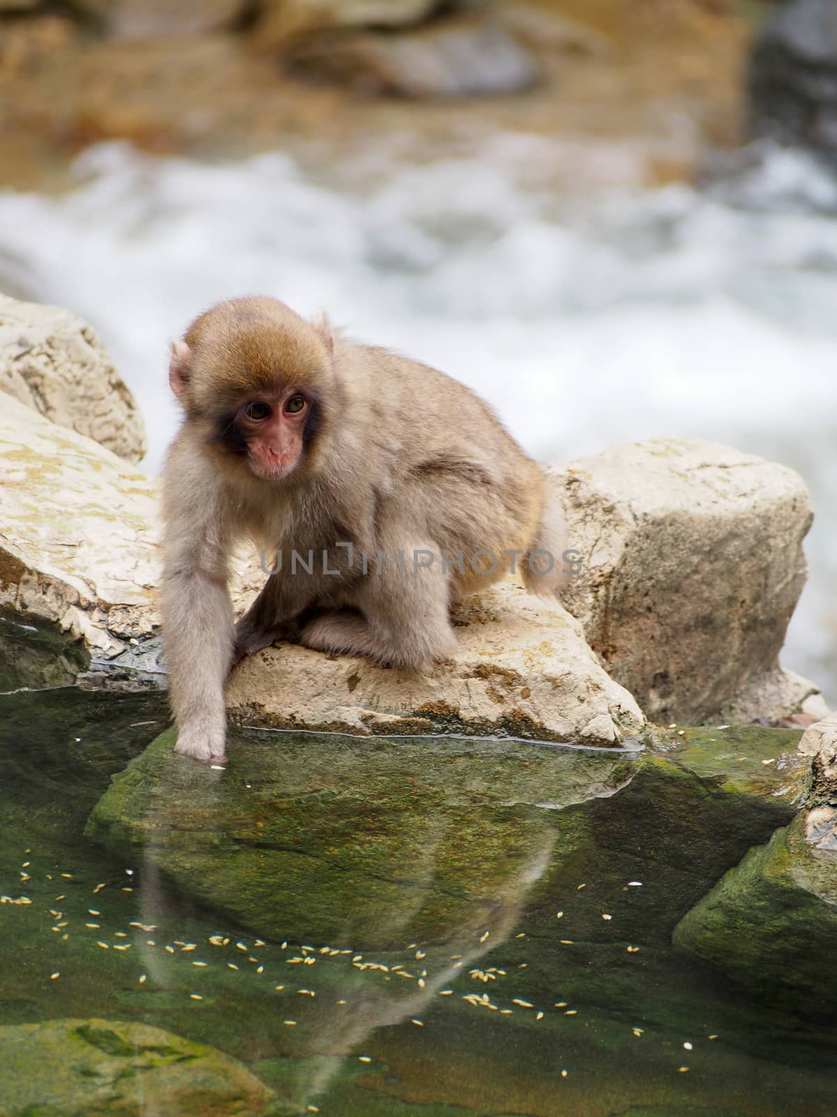 Japanese macaques, also known as snow monkeys, interacting with eachother in a natural setting. 