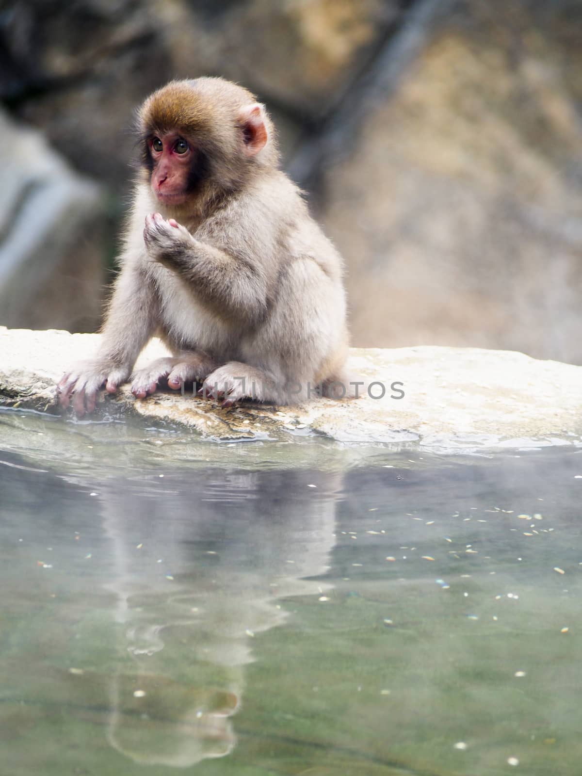 Japanese Macaque or Snow Monkey by NikkiGensert