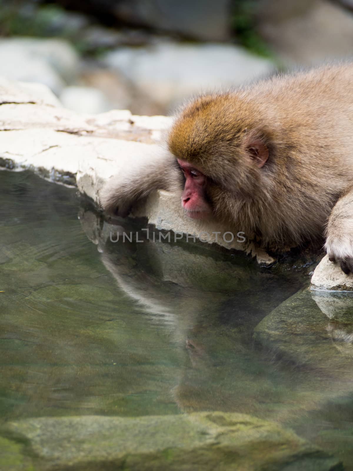 Japanese macaques, also known as snow monkeys, interacting with eachother in a natural setting. 