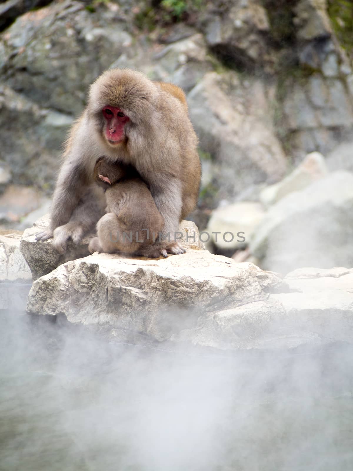 Japanese macaques, also known as snow monkeys, interacting with eachother in a natural setting. 