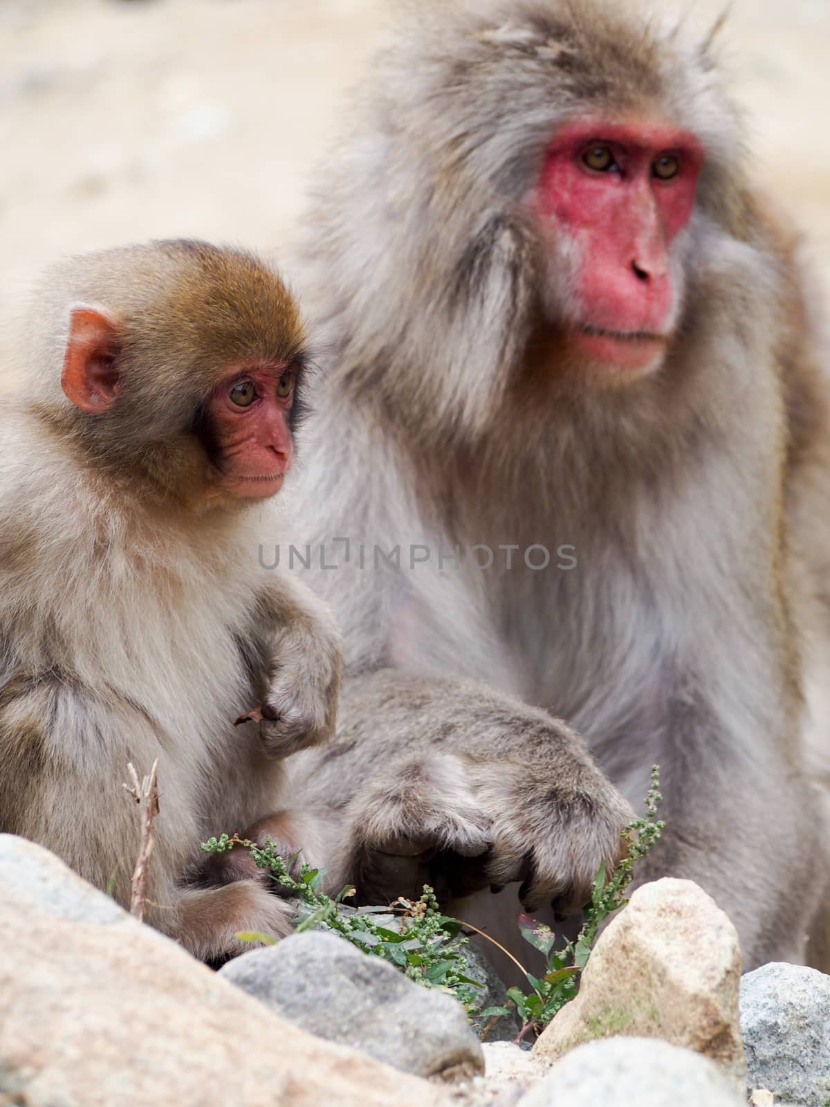 Japanese macaques, also known as snow monkeys, interacting with eachother in a natural setting. 