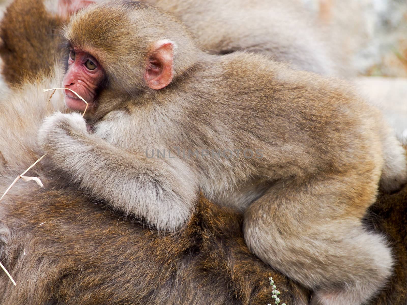 Japanese macaques, also known as snow monkeys, interacting with eachother in a natural setting. 