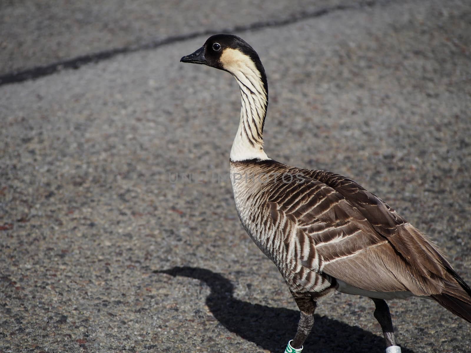 Nene Bird in Hawaii by NikkiGensert