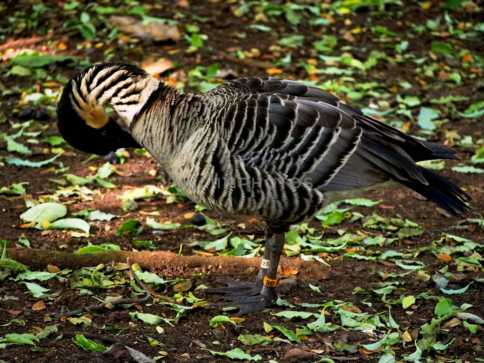 The nene goose is the state bird of Hawaii and currently in a vulnurable state. 