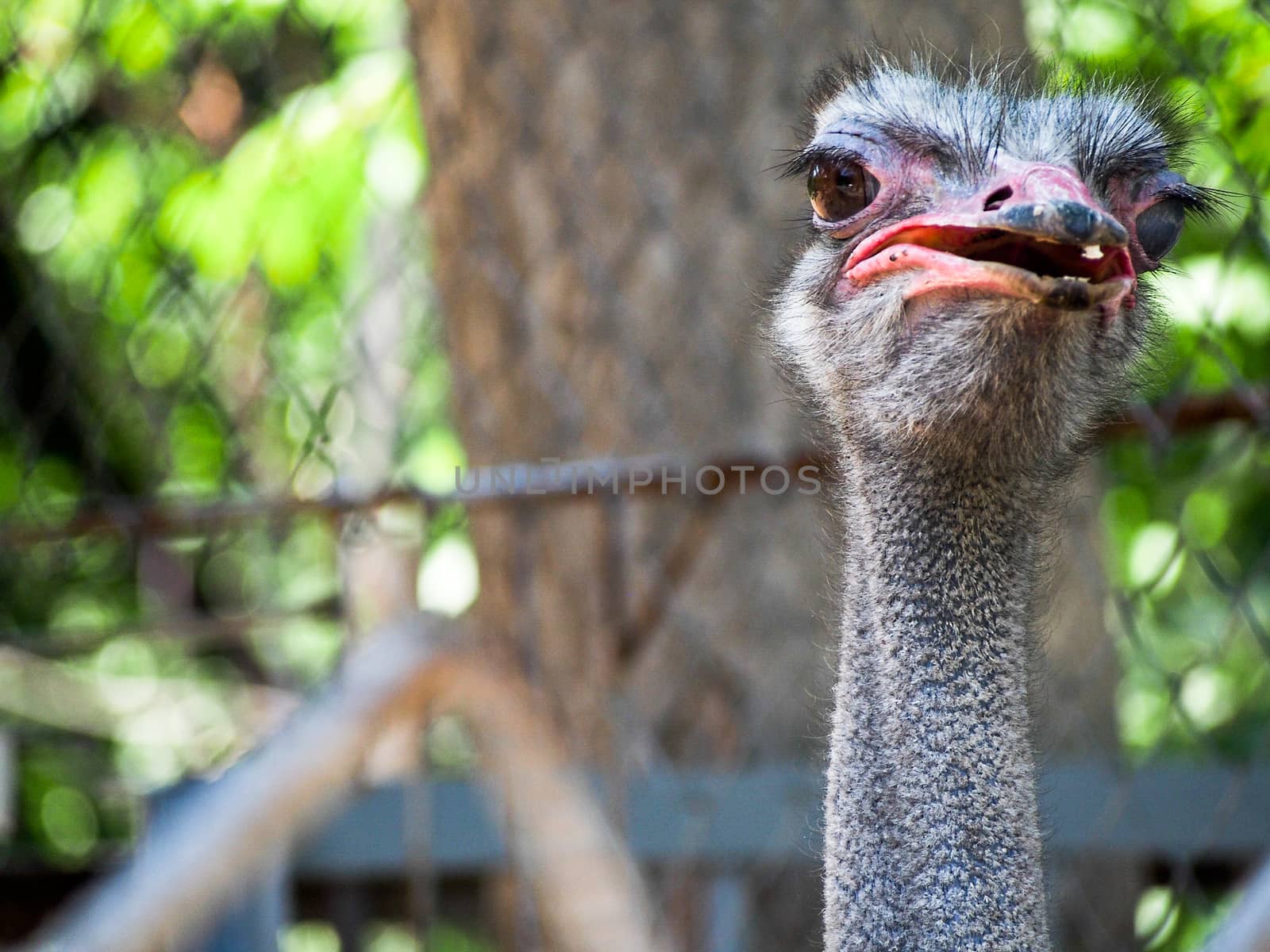 Ostrich Head Looking at Camera by NikkiGensert