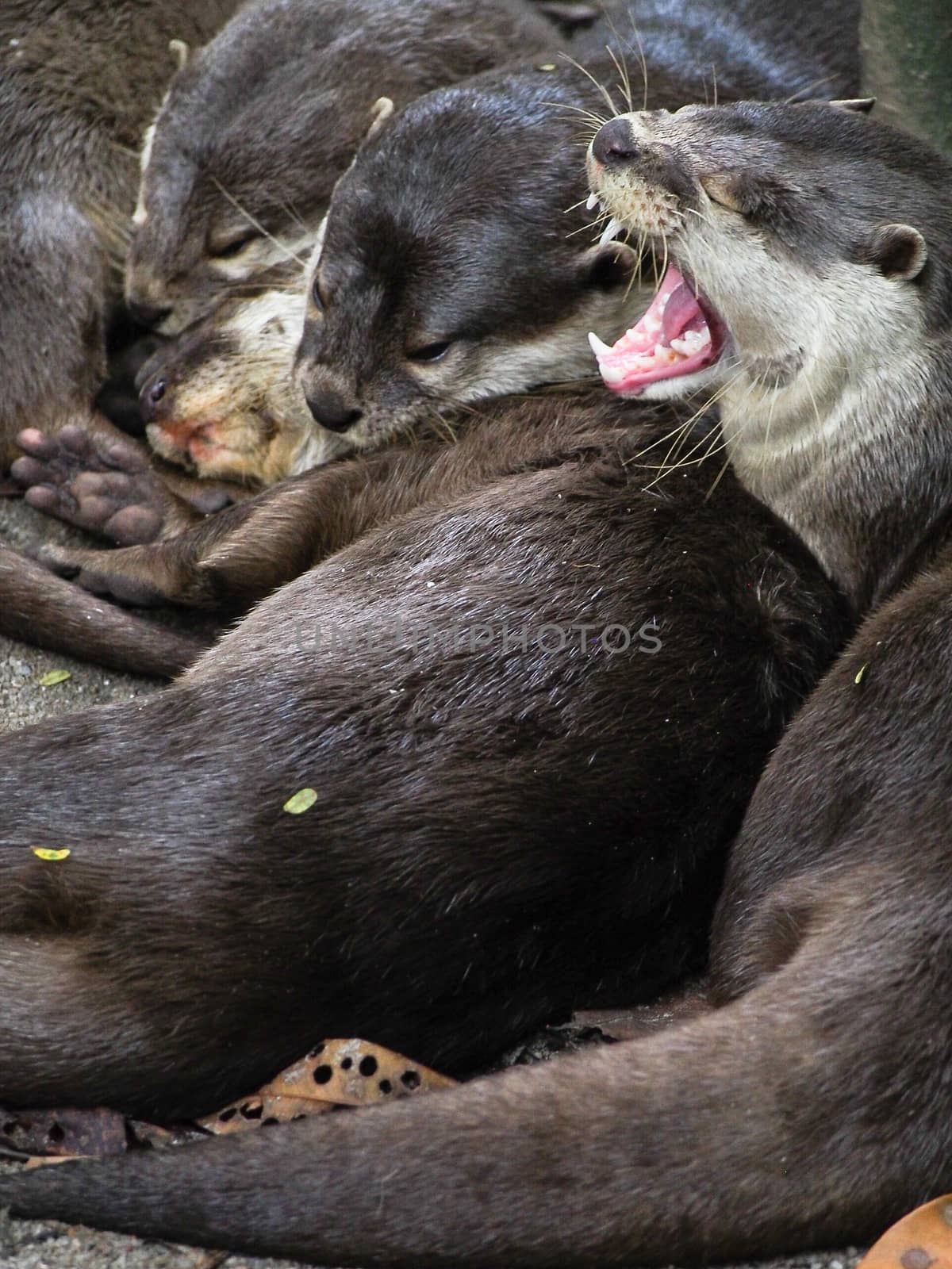 Group of Sleepy Otters Snuggling by NikkiGensert