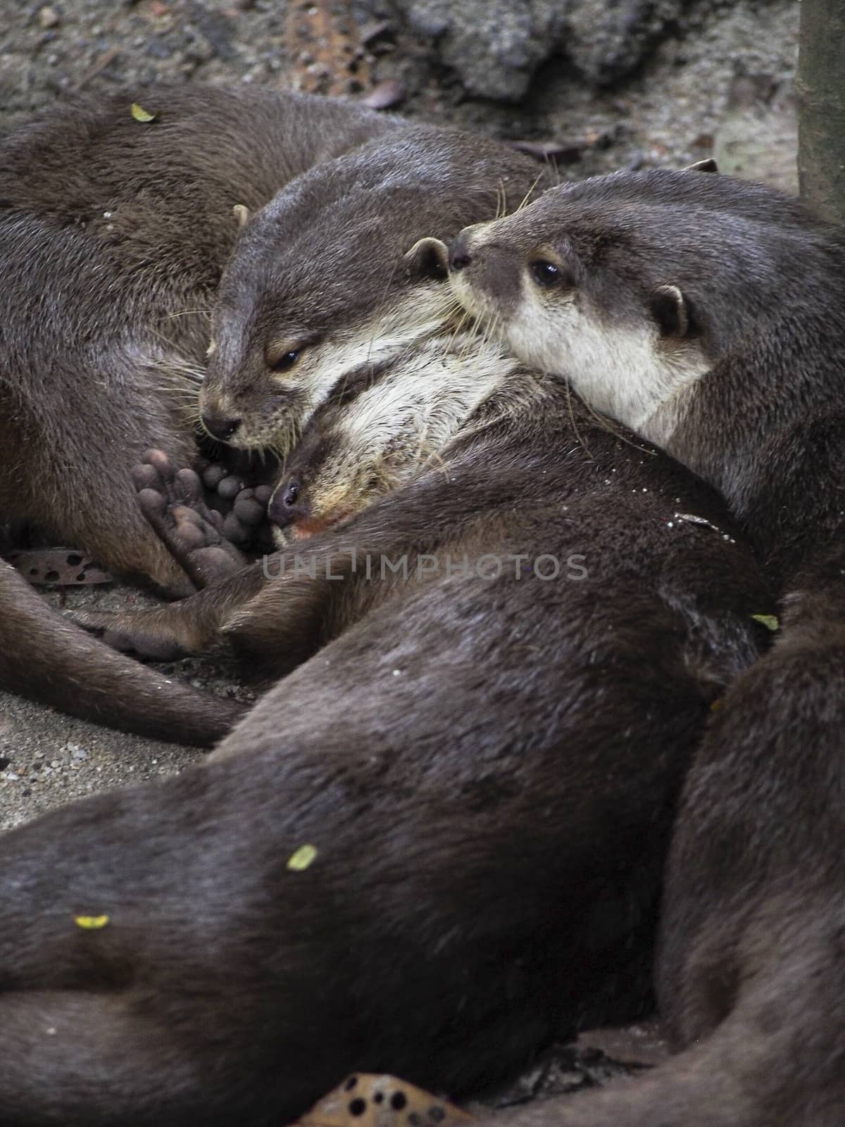 A group of otters snuggle up together for a nap. 