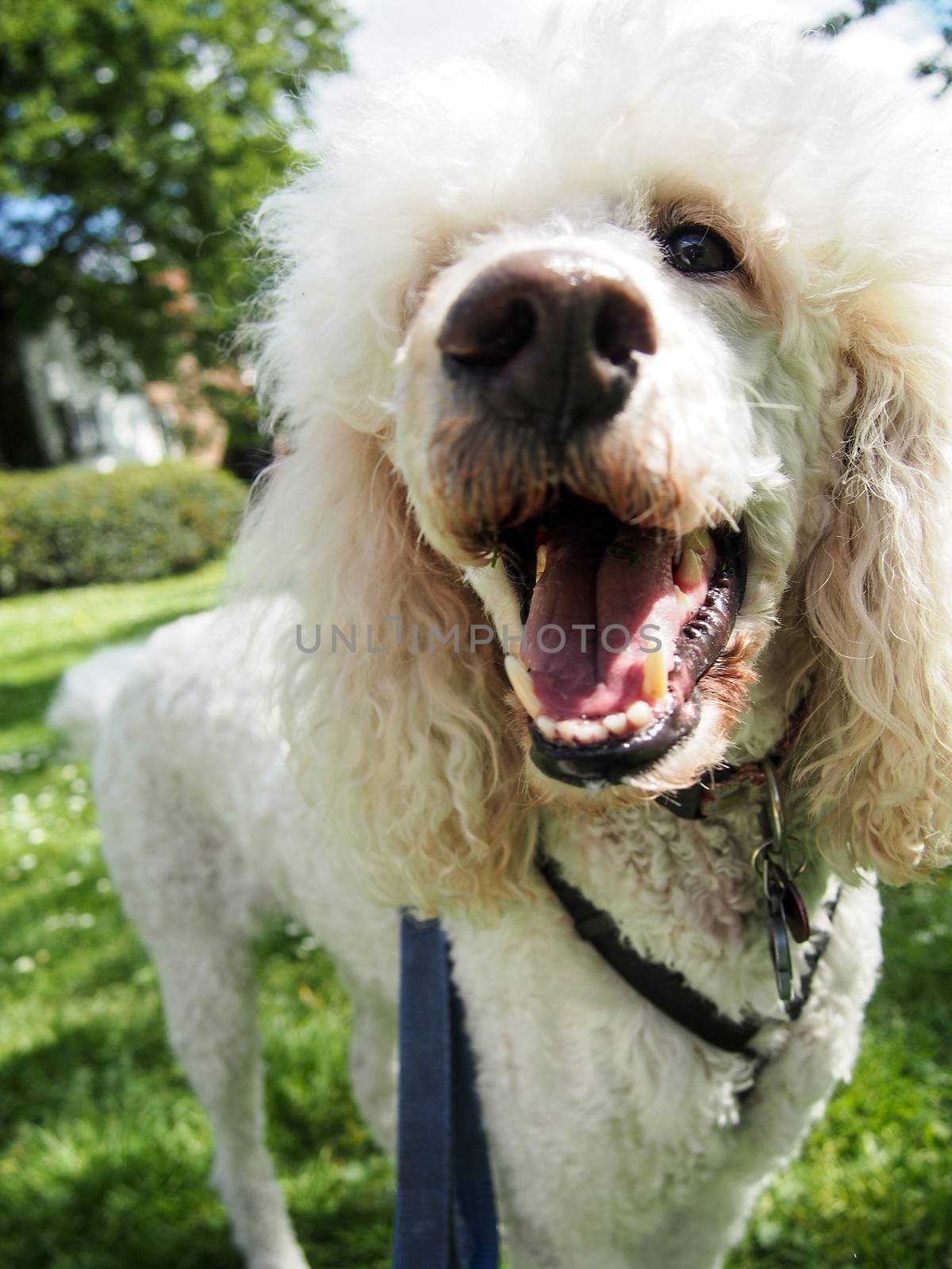 A white standard poodle out on a walk in the park. 