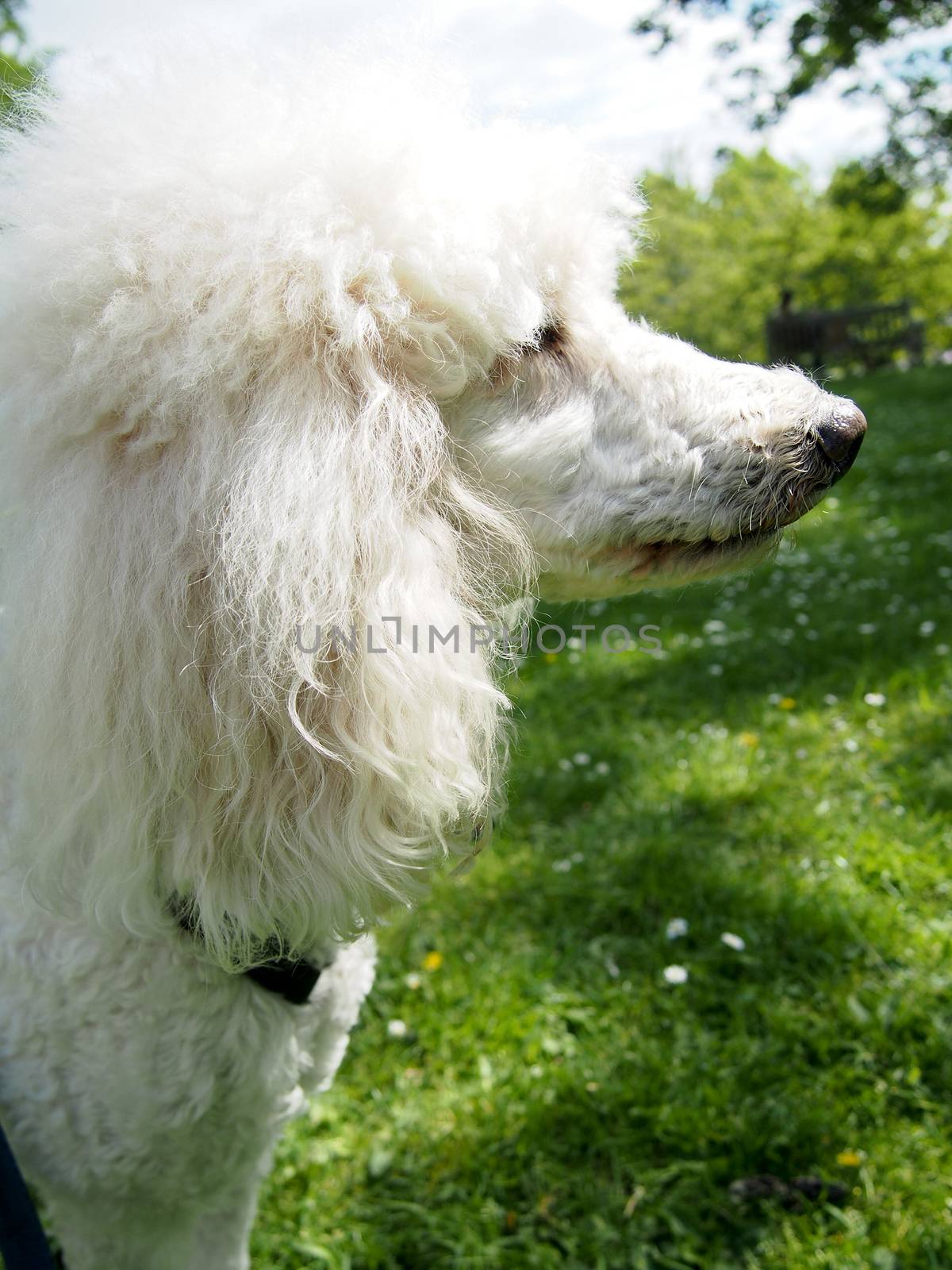 White Standard Poodle Outside by NikkiGensert