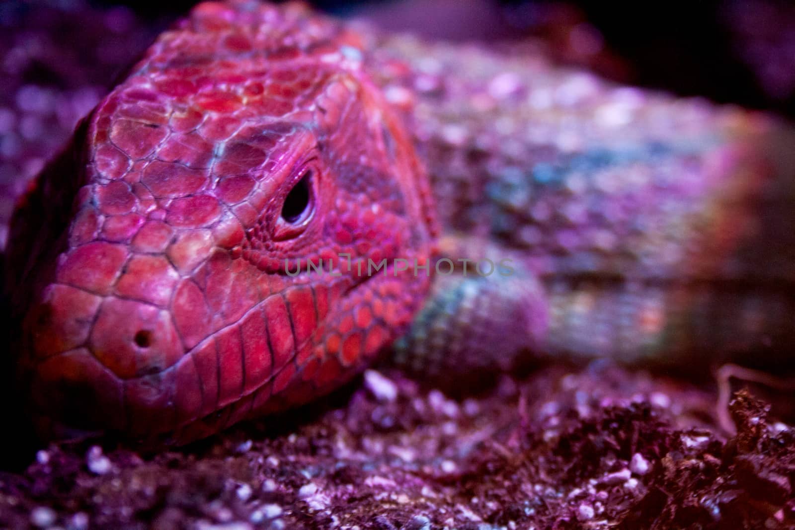 A broad-headed skink in red lighting brings out the red color of its head. 