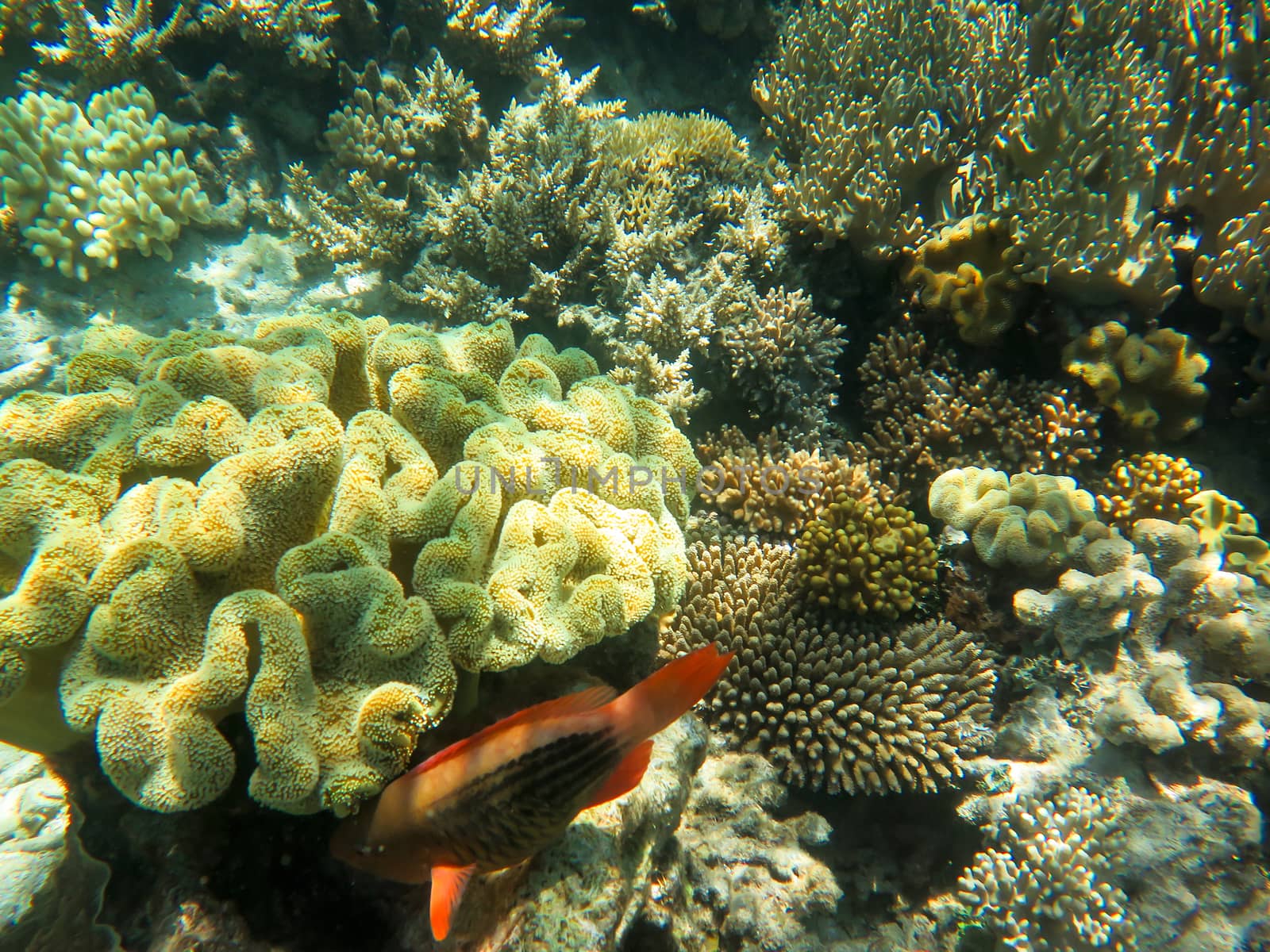 Underwater View of the Great Barrier Reef by NikkiGensert