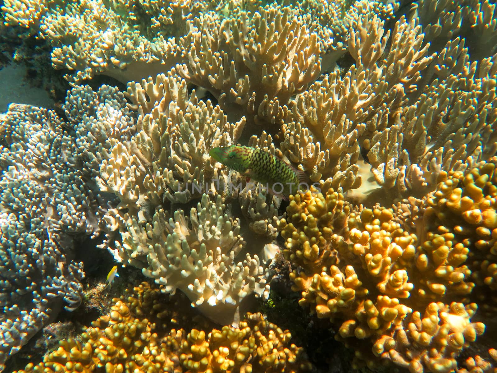 Coral growing underwater at the Great Barrier Reef in Australia. 