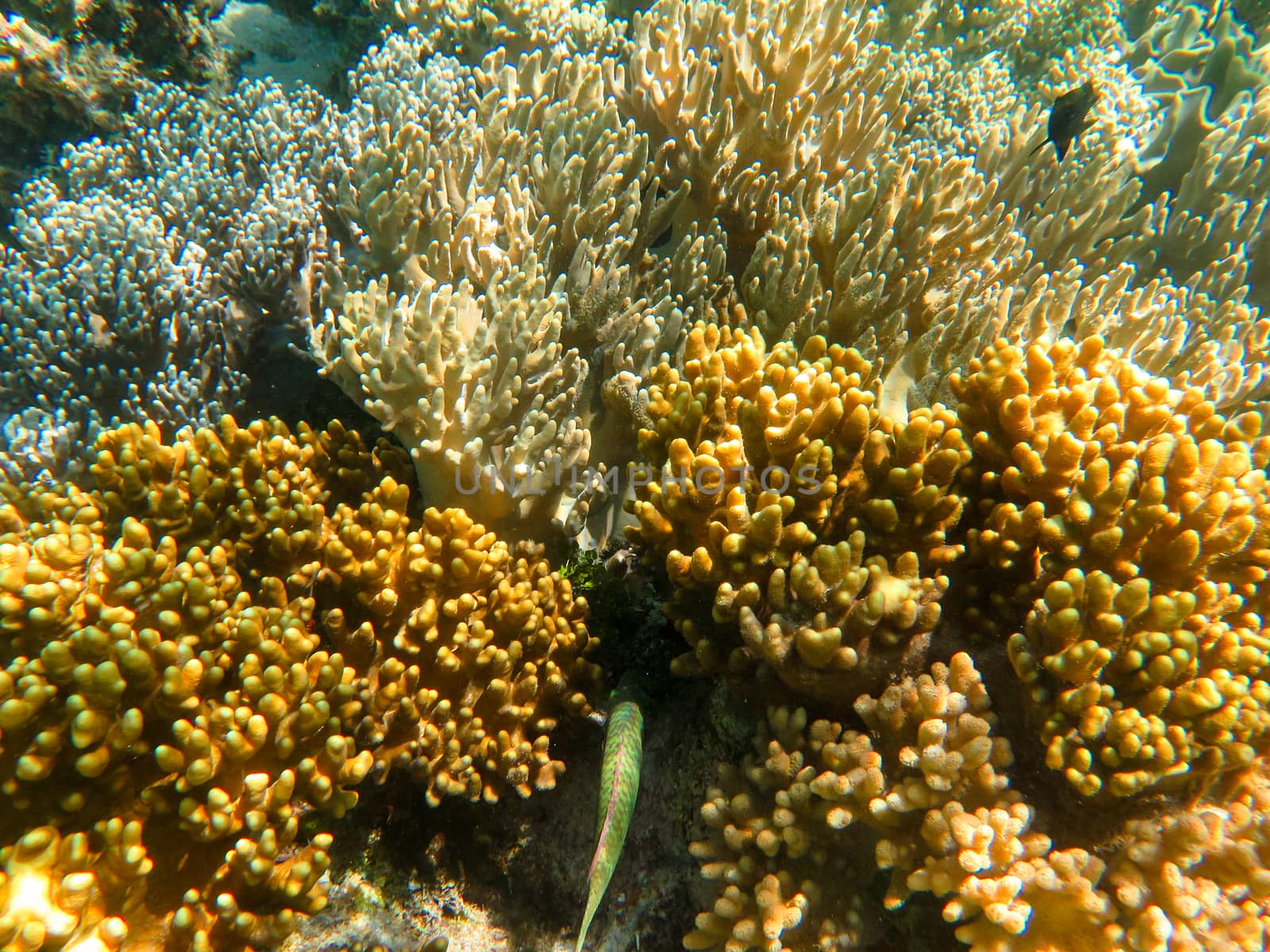 Coral growing underwater at the Great Barrier Reef in Australia. 