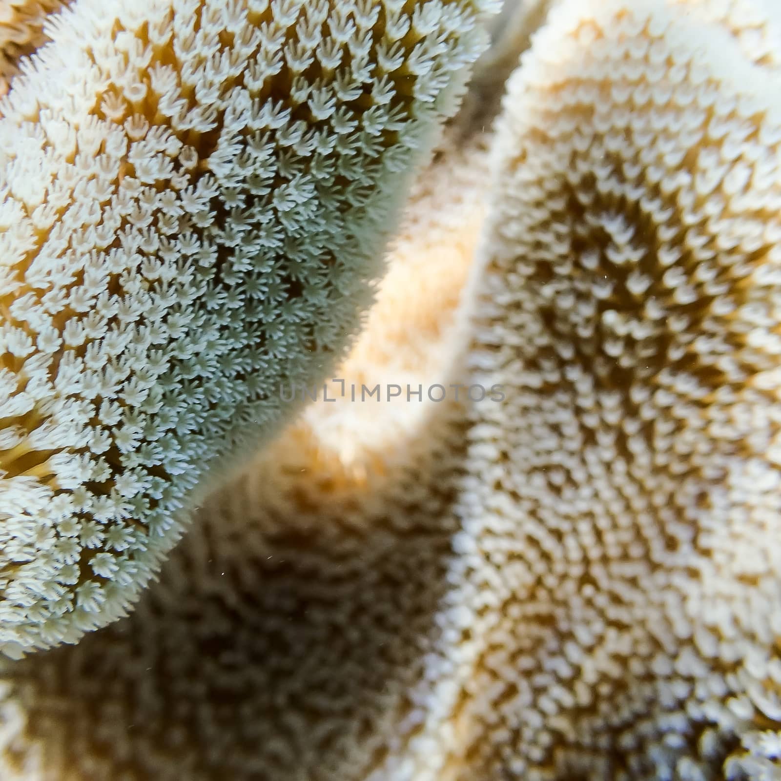 A closeup shot of polyps on a soft coral at the Great Barrier Reef in Australia. 
