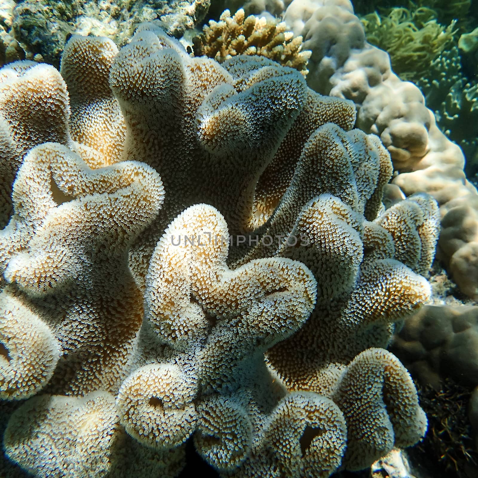 A shot of some soft elephant ear or toadstool coral at the Great Barrier Reef in Australia. 