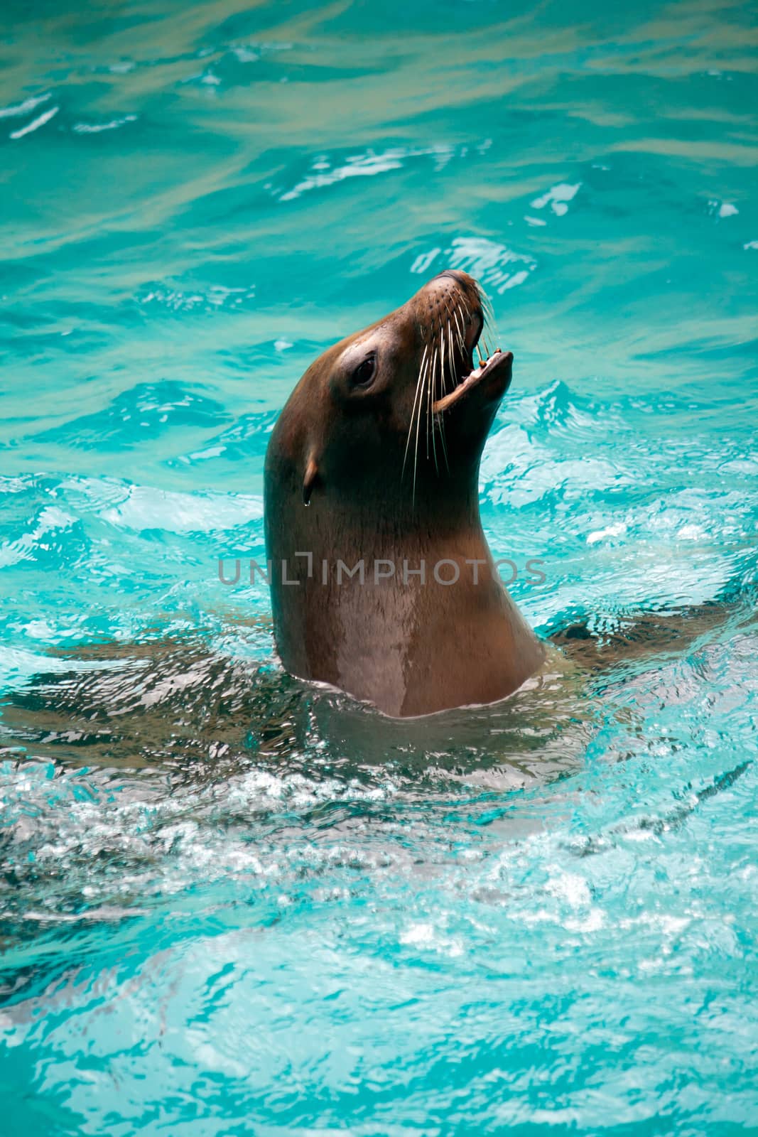 Brown Fur Seal in Water by NikkiGensert