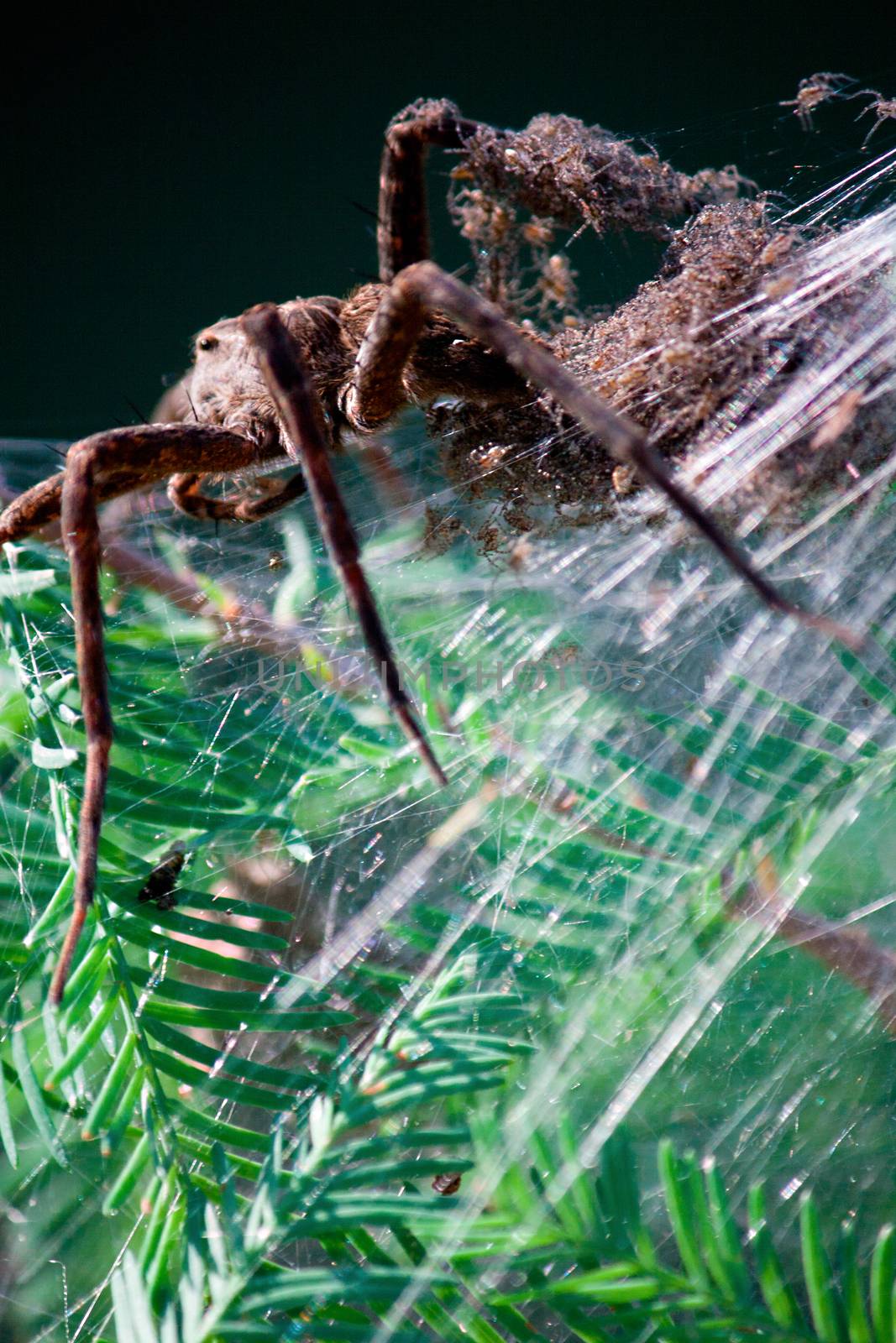 A large female fishing spider with her baby spiders in a web. 