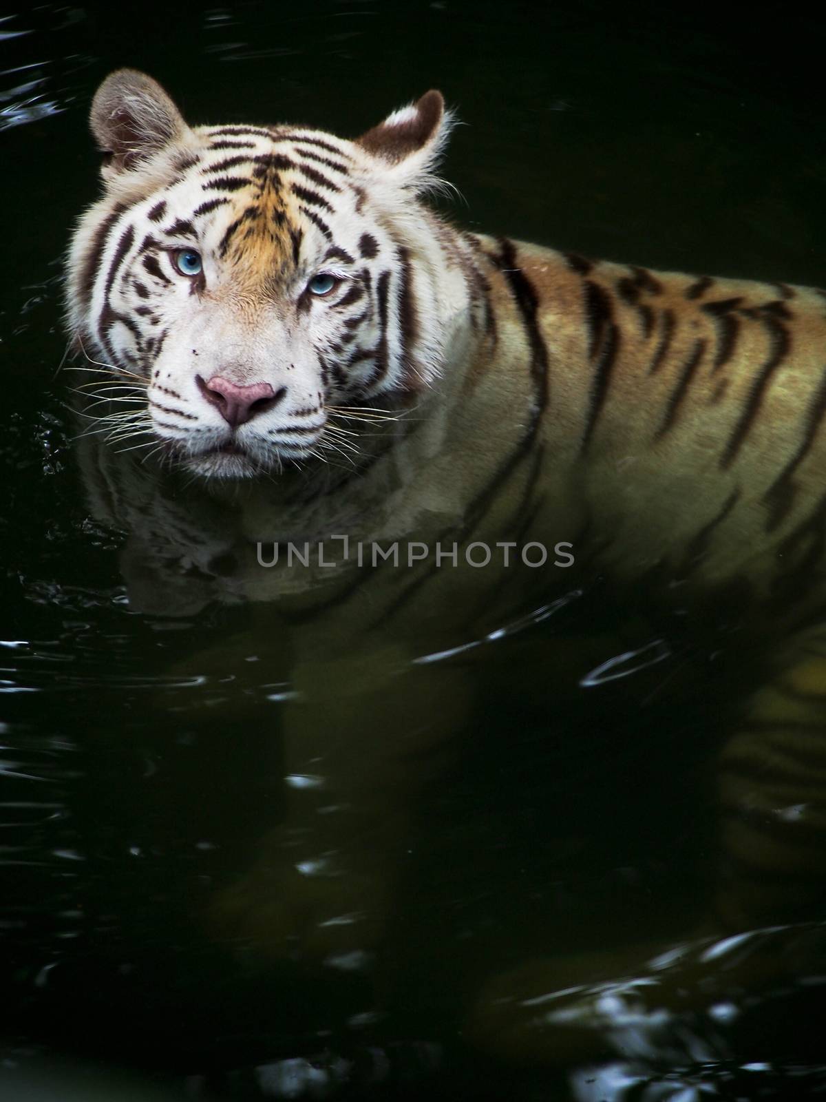 White Tiger Swimming by NikkiGensert