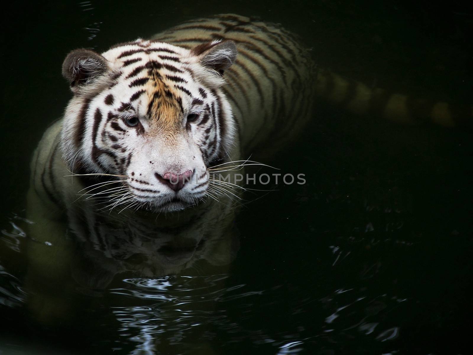 A white tiger swims through dark water. 