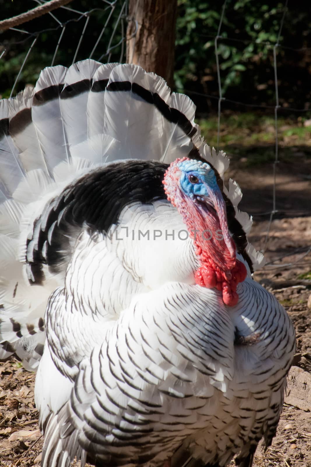 The royal palm turkey is a large domestic breed. 