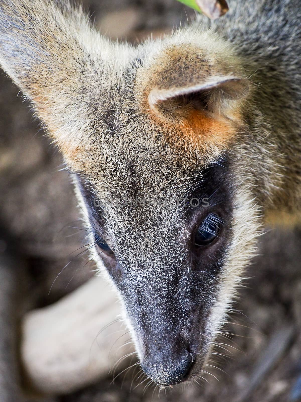 Cute Wallaby Face with Ears Cocked by NikkiGensert