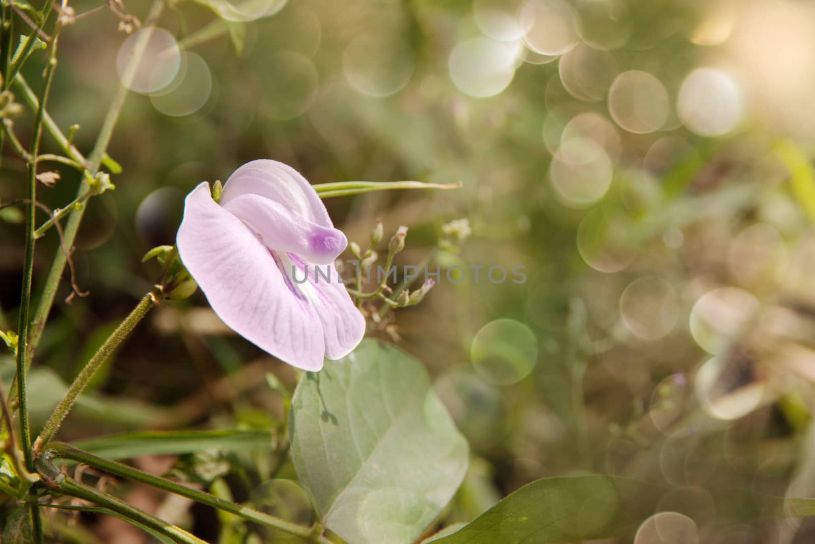 Small flower Purple in green grass. Bright spring nature