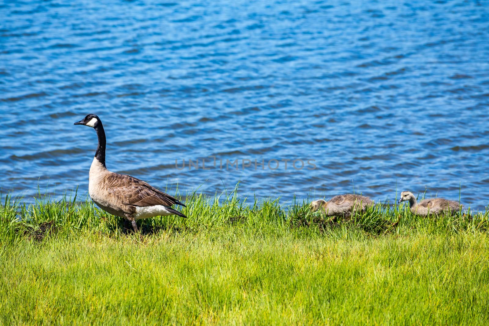 Canada Goose and goslings by adifferentbrian