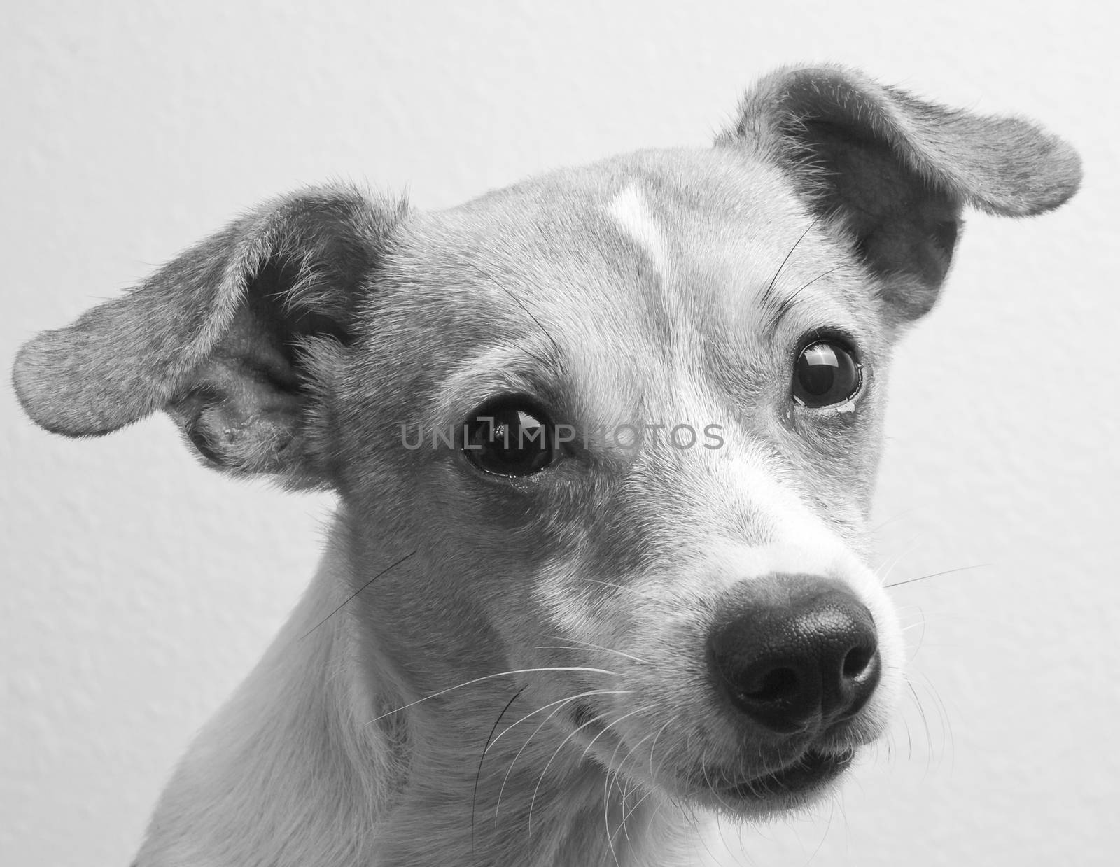 Jack Russell and Chihuahua Mix Breed Dog by Charidy
