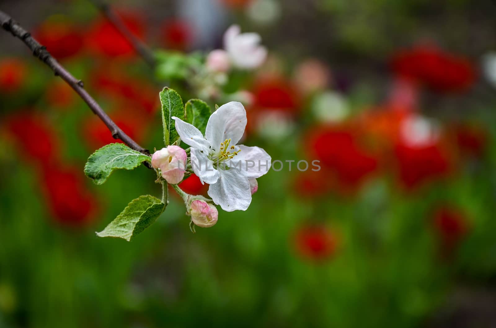 Landscape with a spring flowering pear in the garden.