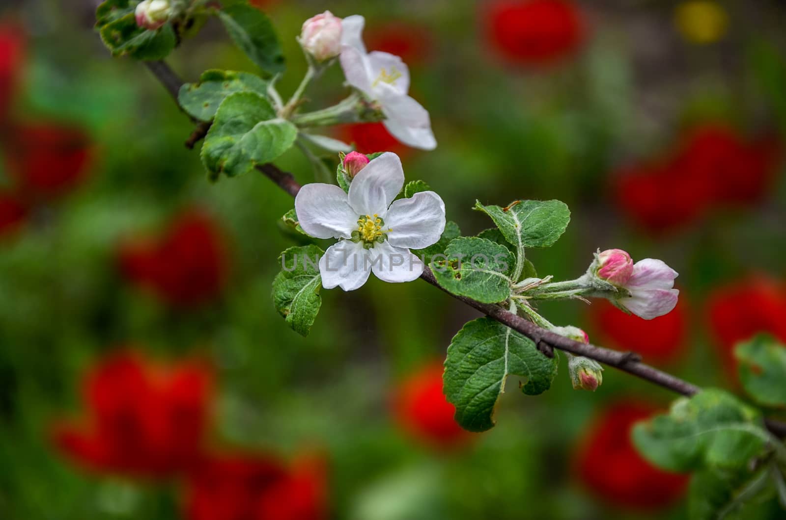 Landscape with a spring flowering pear in the garden.